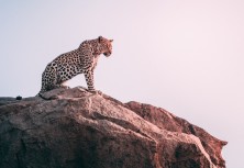 Service Safari: Observing Service Wins, Shortcomings at the Zoo!
