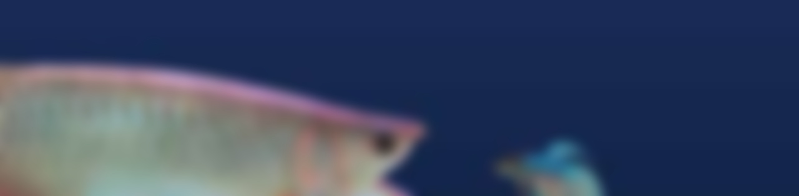 Sdn Go Big Or Go Home - 